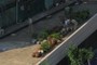 Two gardeners