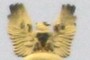 Golden Bird