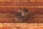 "Rock Dove"