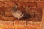 "Rock Dove" #2