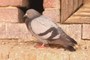 "Rock Dove" #3