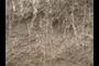 Dense wheatgrass root structure