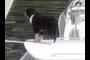 Captain Dog