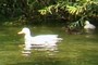 Ducks 1 and 2