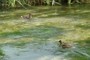 #4 &amp; #5 ducks