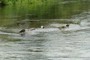 Moorhens #1 &amp; #2