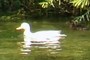 White duck