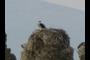 Osprey?