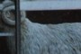 Ram in nextdoor's greenhouse