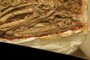 Coelophysis skull (CM 81765)