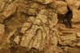 Coelophysis snout (CM 82931)