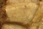 Coelophysis tooth crown (CM 82931)