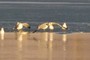 Look at the birds