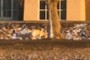 Golden Lab