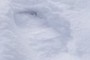 Foot