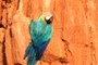 Macaw