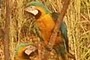 Macaws