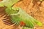 wings