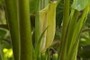 Spathe with Spadix