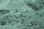 Leaves in InfraRed