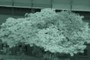 Infrared analysis of leaf health