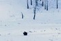 holy bison!