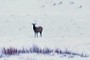 Elk
