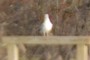Gull 