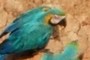 Macaw