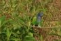 Another macaw?