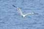 seagull
