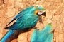 Macaw