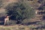 hidding in the distance