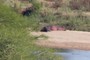 More Hippo