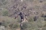 Boabab Tree