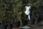 Sheep alone