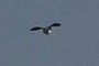 Falcon