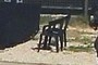 Director's chair