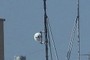Dish