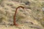 Snake at the Gate