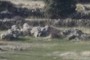 PiedHenge