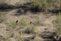 Ravens in Palo Verde