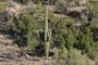 Saguaro