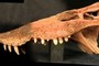 tooth