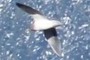 Seagull