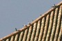 Palomas