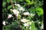 White Flower