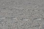 Fossil footprints made by Stegotetrabelodon