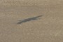 Shadow of kite