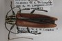 Osmopleura chamaeropis